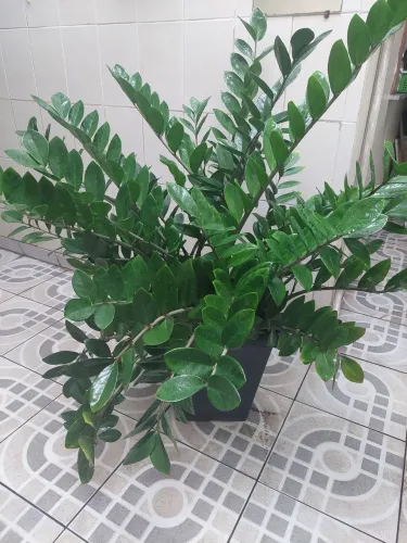 Planta zameoculca 