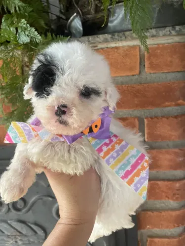 Poodle Toy uma fofura de companhia
