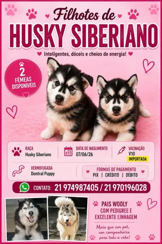 Husky siberiano