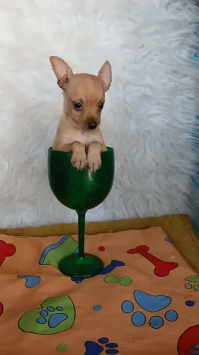 Pinscher bem .miudos