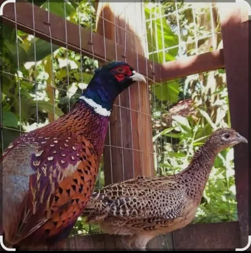 Galinha de coleira