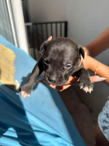 Pitbull macho 