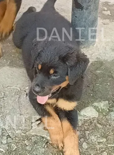 Filhotes de Rottweiler 3 meses - R$ 850 - Rio de Janeiro