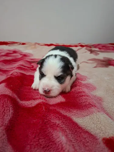 Filhotes husky siberiano