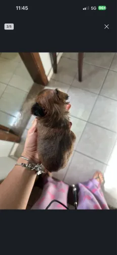 Cachorro