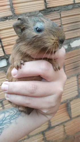 Porquinho da Índia 