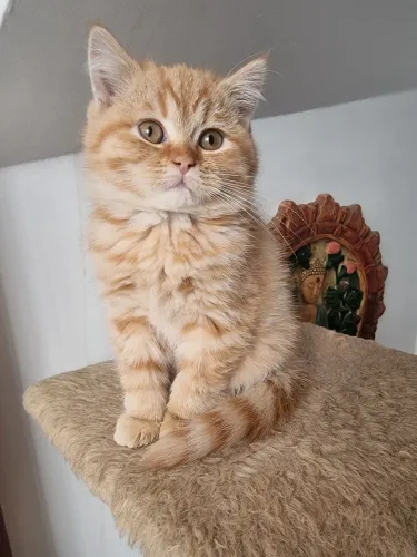 Gato Scottish Straight 