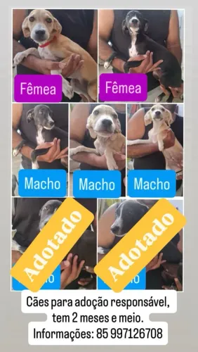Filhotes para Adoção responsável.