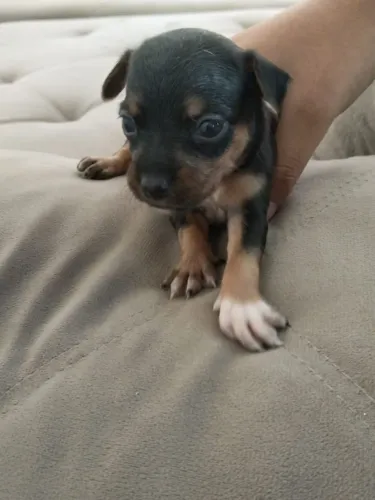 Pinscher fêmea