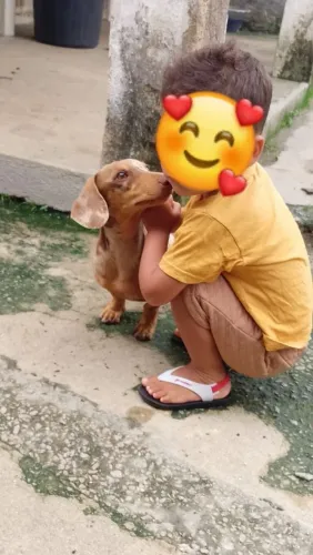 Dachshund salsicha macho disponível cruza