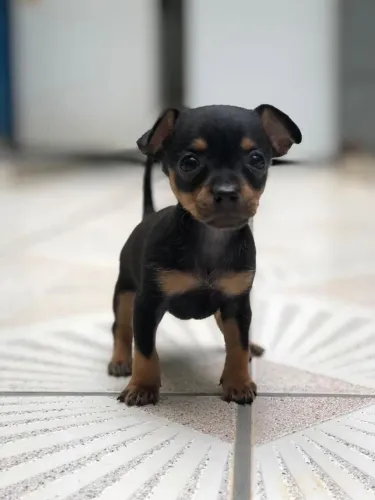 Filhotes De Pinscher - Seus Dias Nunca Mais Serão Os Mesmo