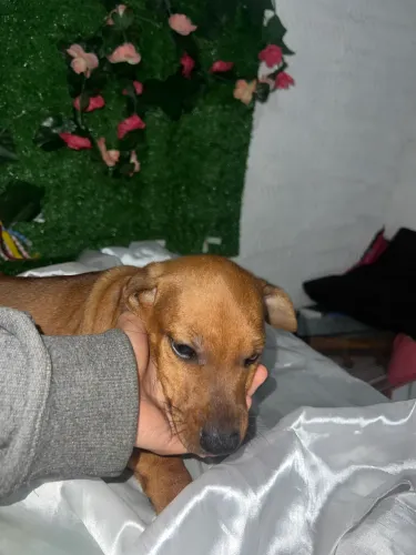 Filhotes de basset salsicha macho e fêmea 