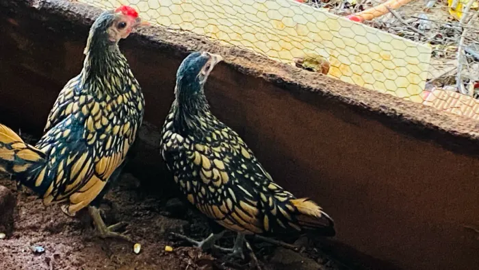 Vendo garnisés sebright dourado