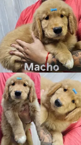 Filhote de golden macho