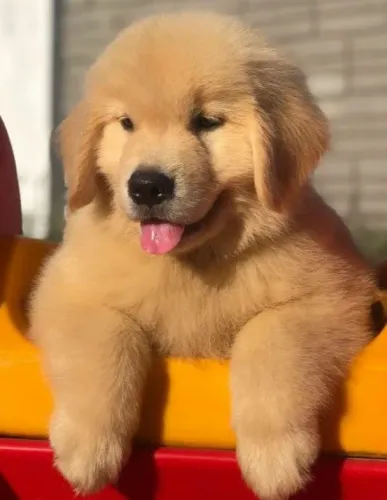 Golden retriever filhote disponível