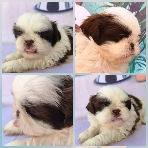 Shih Tzu macho