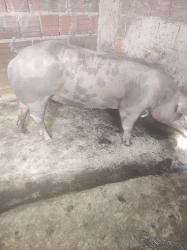 Novilha de porca Pietran prenha