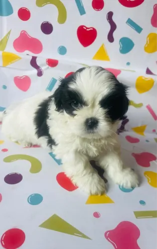 Promoção Shihtzu pequenino