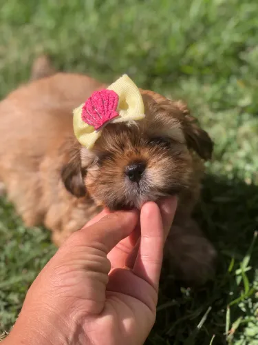 Shihtzu mini!