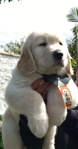 Filhotes Golden Retriever liberados