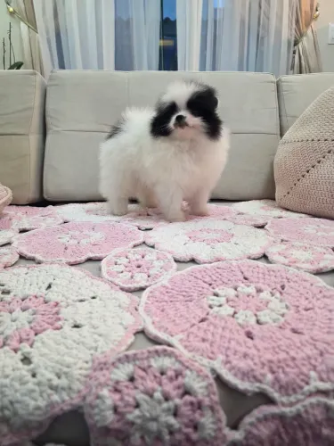 Filhotes de spitz alemão ( lulu da pomerania)