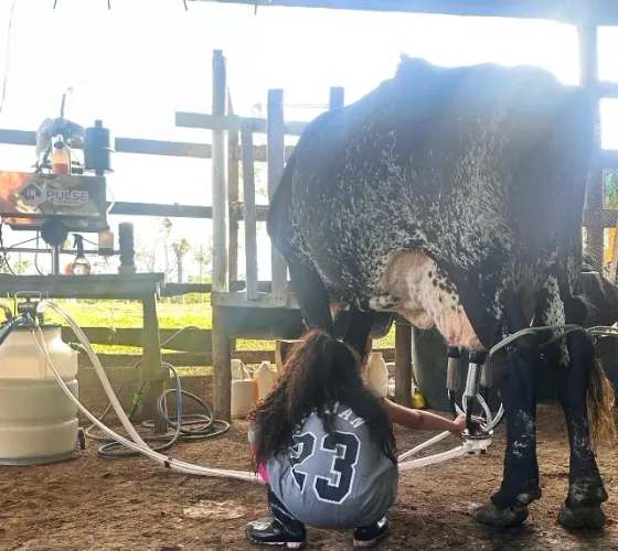Vaca de leite