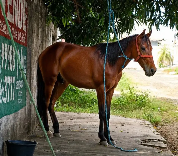 Cavalo