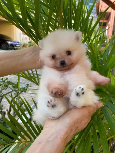 Filhote de Lulu da Pomerania Spitz alemão