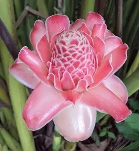 Planta bulbos mudas Bastão do Imperador Jardim paisagismo tropica