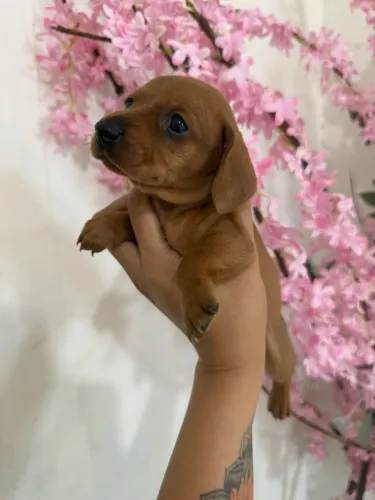 Baby Dachshund(Salsichinha) Último Disponível!!!