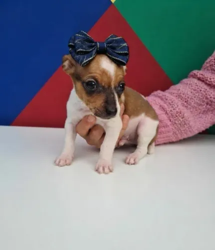 O Pinscher Macho Que Você Procura