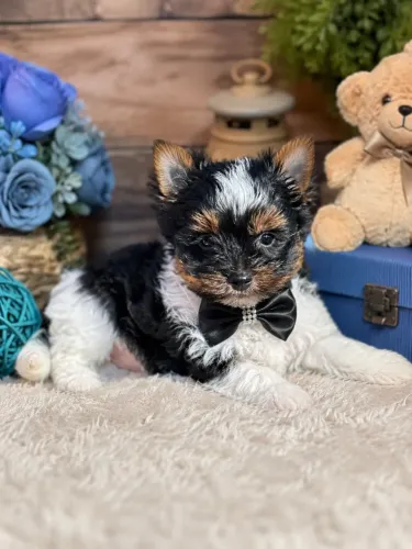 Yorkshire micro macho Biewer terrier