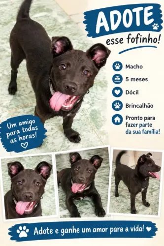 Adoção responsável 