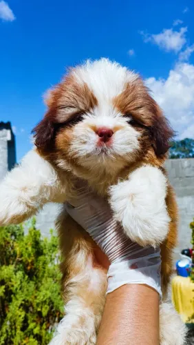 Shih Tzu macho 