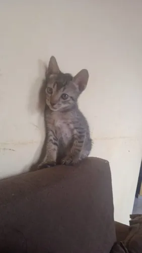 Tem 3 machos e uma fêmea 