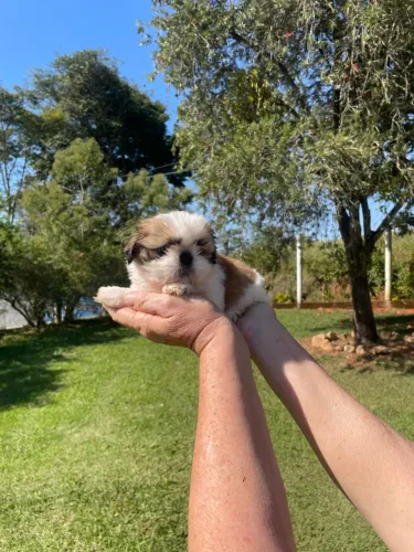 Mini shih-tzu fêmea 