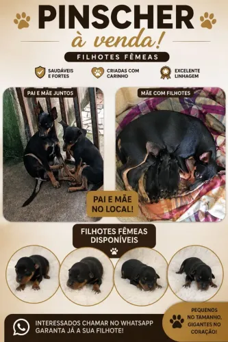 Pinscher disponível
