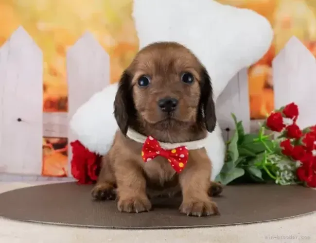 Neném legítimo e lindo: Teckel/Dachshund/Salsicha/Salsichinha/Basset/Cofap - Pelo longo