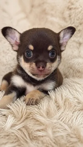 Chihuahua chocotan bem bonito, um primcipe