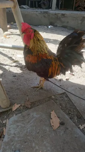 Galinha Galo Garnizé