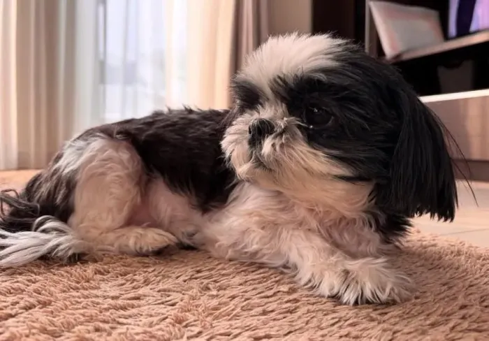 Filhote shih tzu, A próxima grande amizade da sua vida está aqui!
