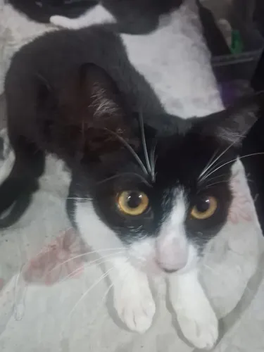Doase 5 gatos interessado só chamar, bem dócil já come ração 