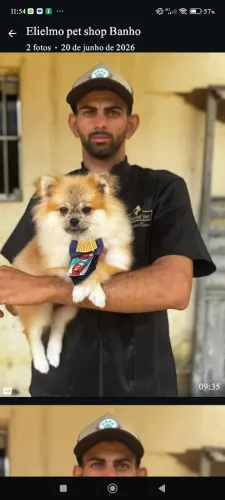 Lulu pomeranea/spitz