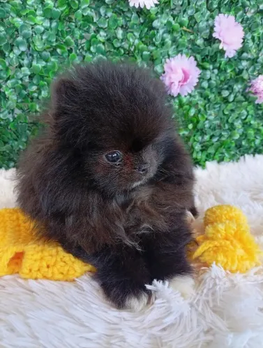 Lulu da Pomerânia Anão