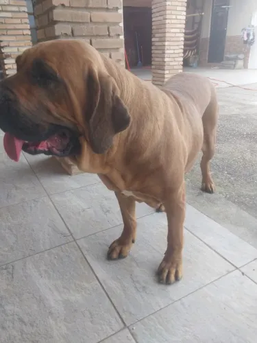 Fila brasileiro