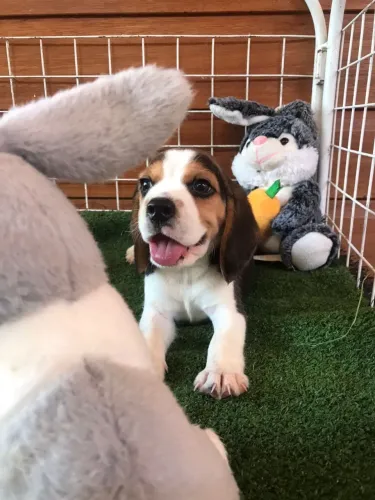 beagles com contrato