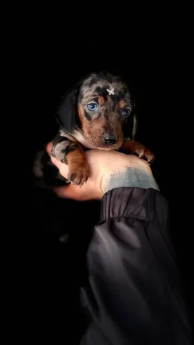 Fêmea de Daschund Mini