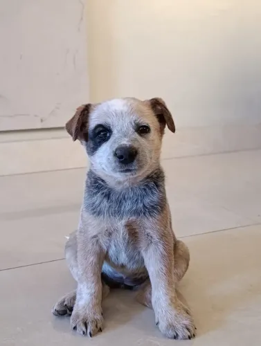 Boiadeiro Australiano/Red Heeler