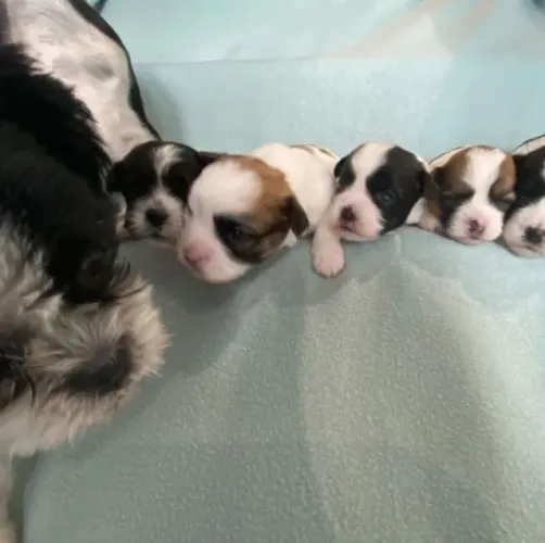 Filhotes de Shih tzu | Carinha que conquista na hora!