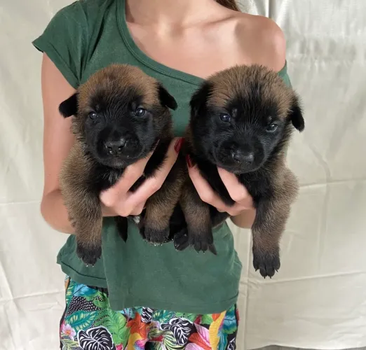 Filhotes de cachorro da raça pastor belga malinois puros